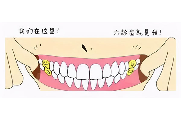 六龄齿是乳牙吗(六龄齿是乳牙吗还是恒牙)