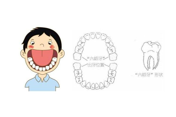 六龄齿几岁开始长有几颗牙了正常吗(六龄齿几岁开始长有几颗牙了正常吗)