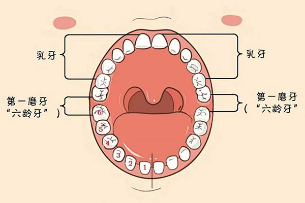 后槽牙旁边有个小牙齿叫什么(后槽牙旁边有个小牙齿叫什么名称)