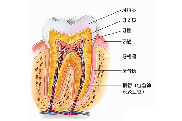 正常牙齿天包地吗(牙齿天包地什么样)
