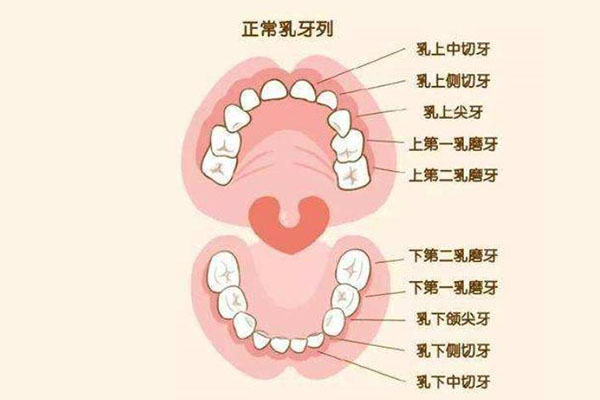 七岁孩子后槽牙后面长了个小牙怎么办(七岁孩子后槽牙后面长了