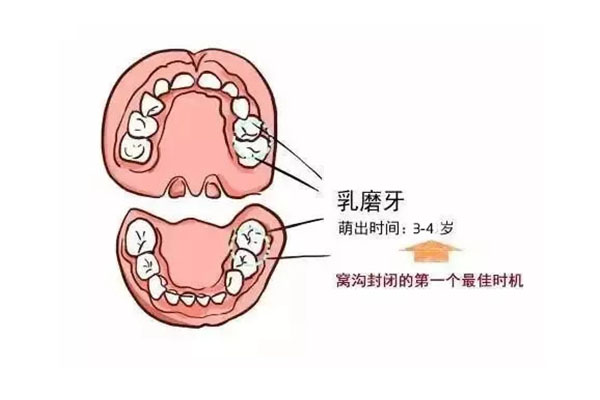 六龄齿是哪颗牙且行且珍惜(六龄齿是哪一颗牙?)