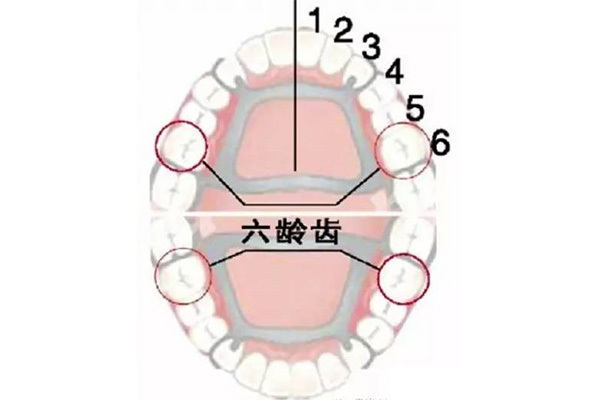 七岁六龄齿还没长齐正常吗(七岁六龄