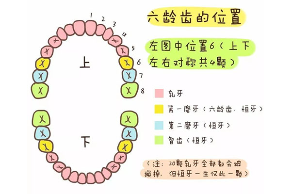 7岁孩子的六龄齿(7岁孩子的六龄齿烂了大洞,补了会不会掉)