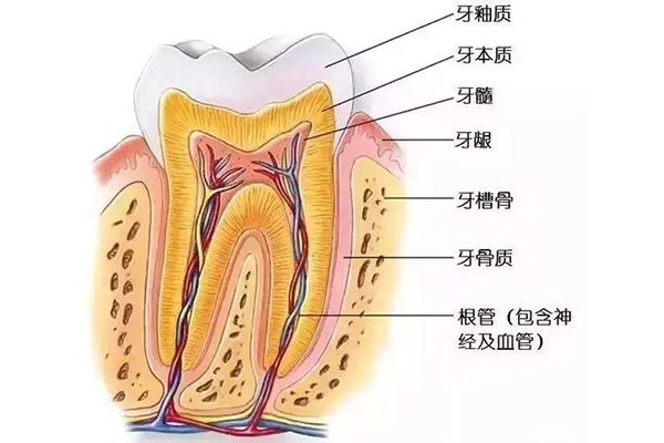 37岁开始掉牙齿(37岁开始掉牙齿怎么回