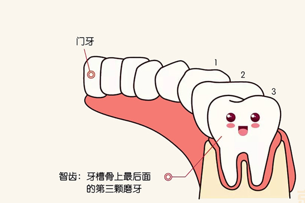 人类的智齿是什么(人类的智齿是什么样的)