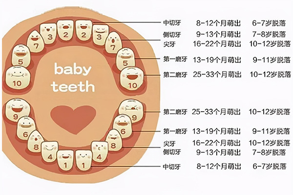六龄牙在哪里长出来的(六龄牙在哪里