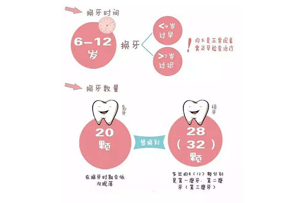 六龄牙在上面还是下面(六龄牙是上颌还是下颌)