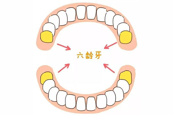 六龄牙在第几颗牙齿(六龄牙在第几颗牙齿上长)