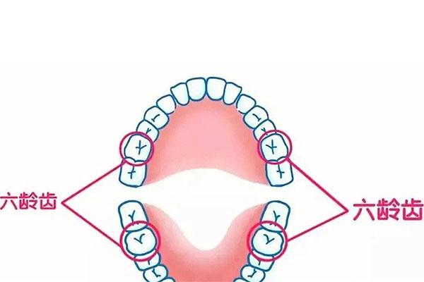 六龄齿先长还是先掉门牙(六龄齿先长