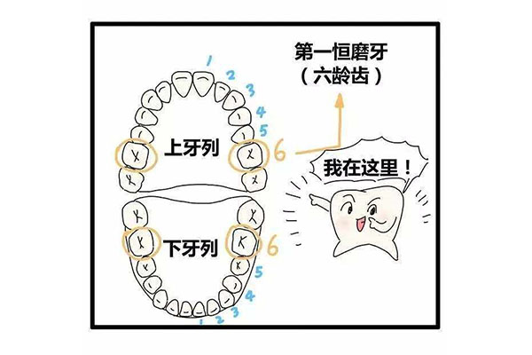 六龄齿哪几颗(六龄齿哪几颗是恒牙)