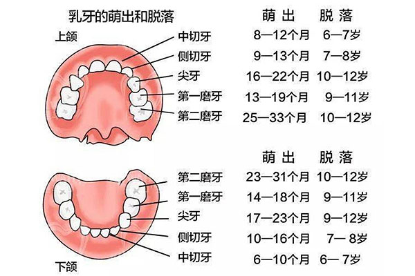 六龄齿几周岁长出来了(六龄齿几周岁