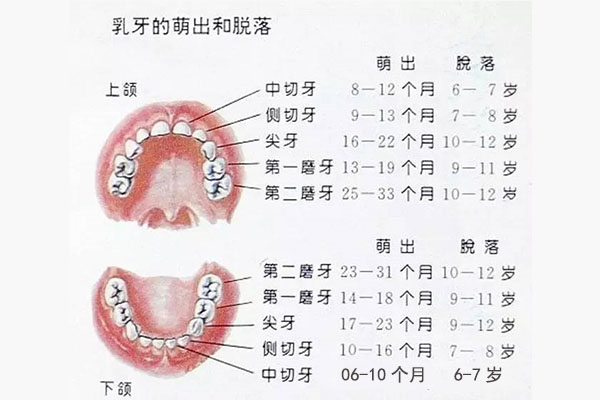 六龄齿几岁开始长长几颗牙(六龄齿几