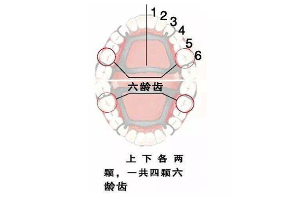 六龄齿应该几岁长齐(六龄齿应该几岁
